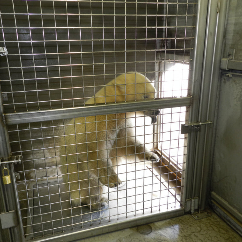 48" x 48" In-Floor Animal Scale (SRV720-2)