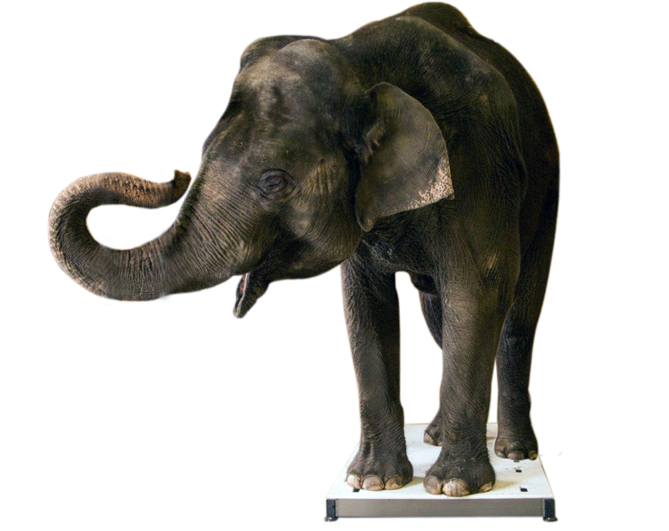 Mobile Platform Scale – Wireless Large Animal Weighing Scale (SRV714W)