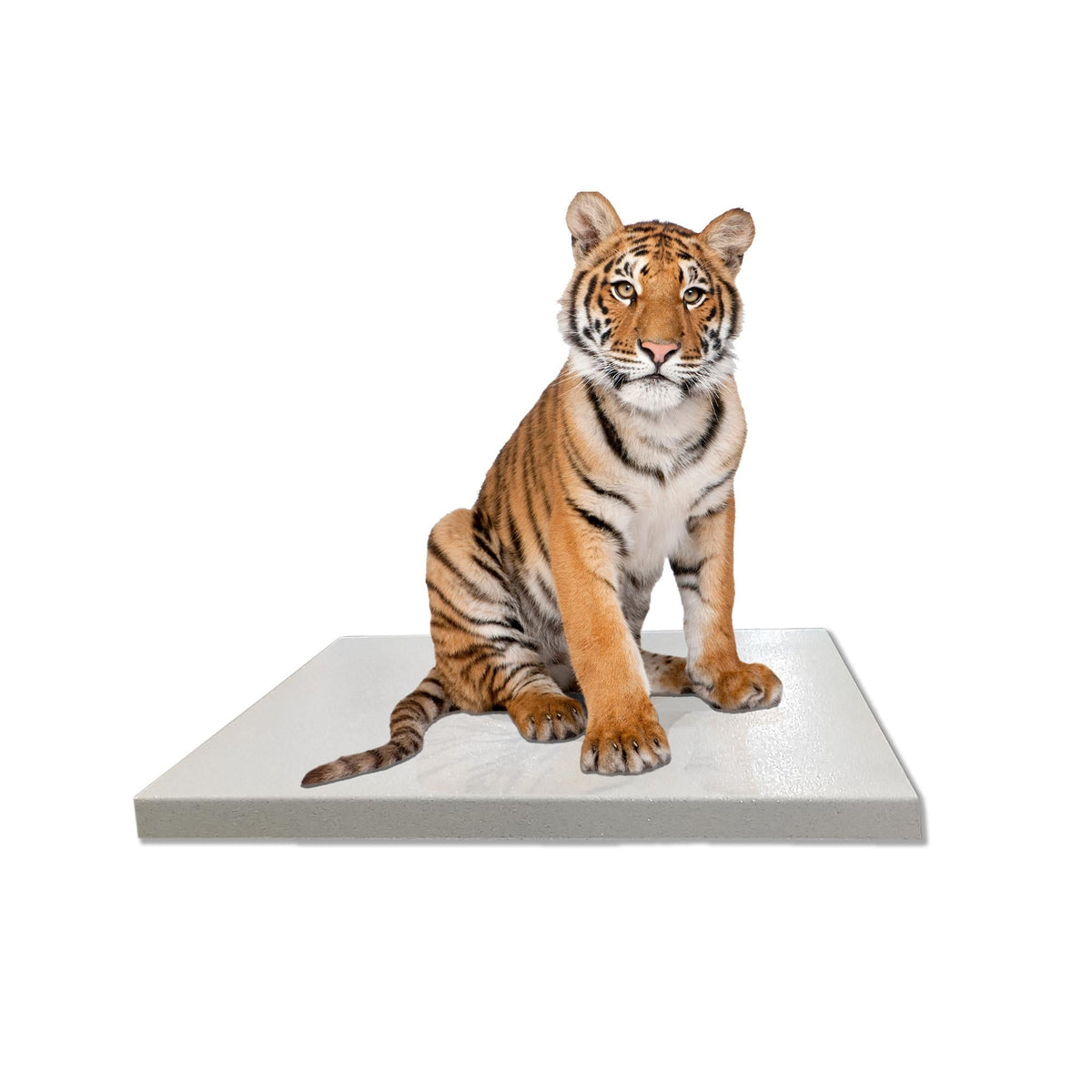 Large Animal Scales – SR Scales