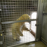 48" x 48" In-Floor Animal Scale (SRV720-2)