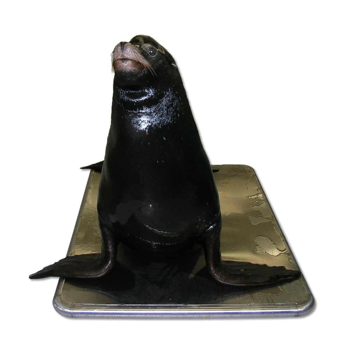 Marine Platform Scale (SRV713W)