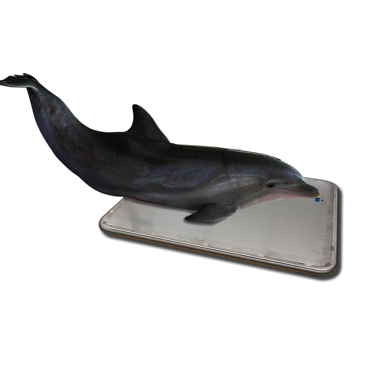 Marine Platform Scale (SRV716W)
