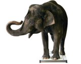 Mobile Platform Scale – Wireless Large Animal Weighing Scale (SRV714W)